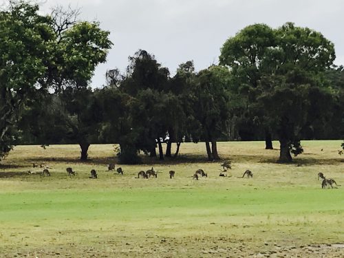 カンガルー